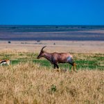 antelope, thomson gazelle, field-7951512.jpg
