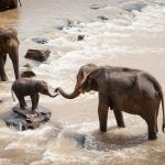 elephants, family group, river-1900332.jpg