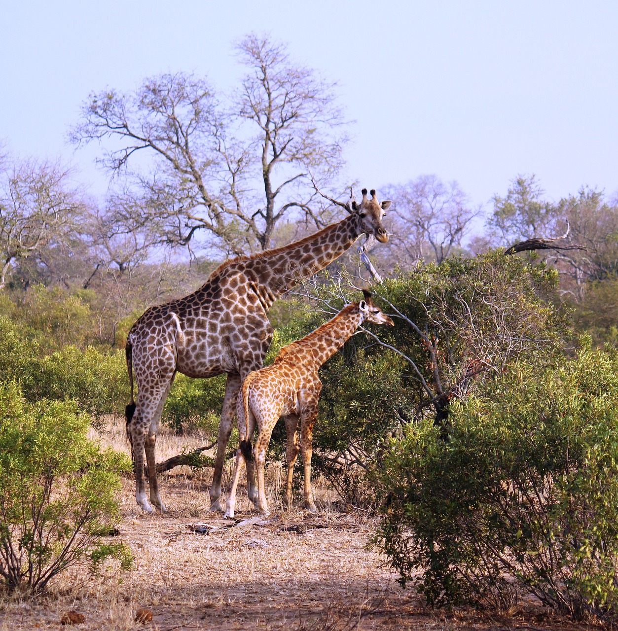 giraffes, animals, safari-5815536.jpg