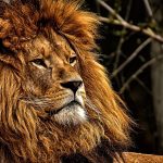lion, animal, wildlife-3583963.jpg